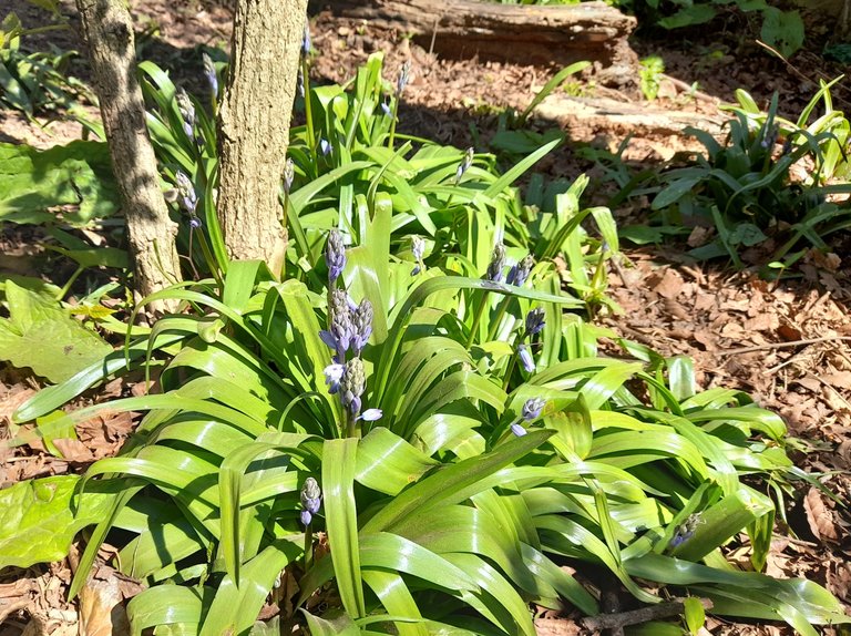 Bluebells 1.jpg