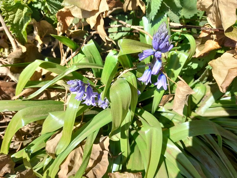 Bluebells 2.jpg