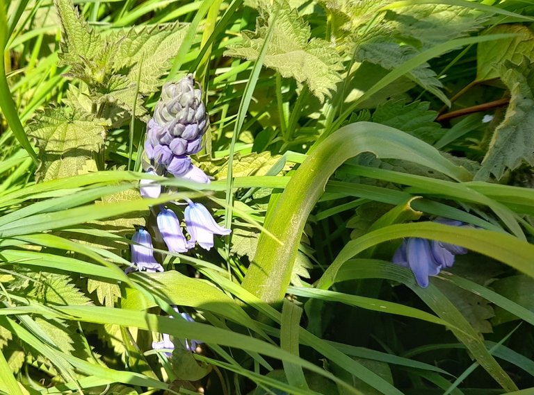 Bluebells 4.jpg