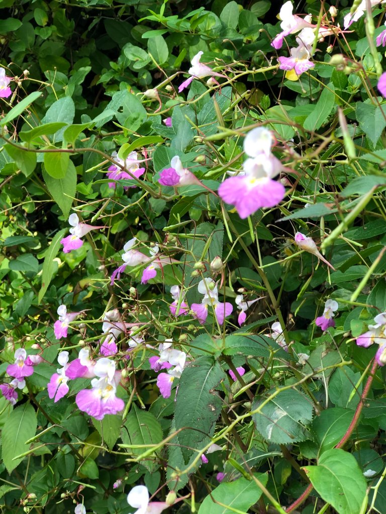 IMG_0694.jpeg