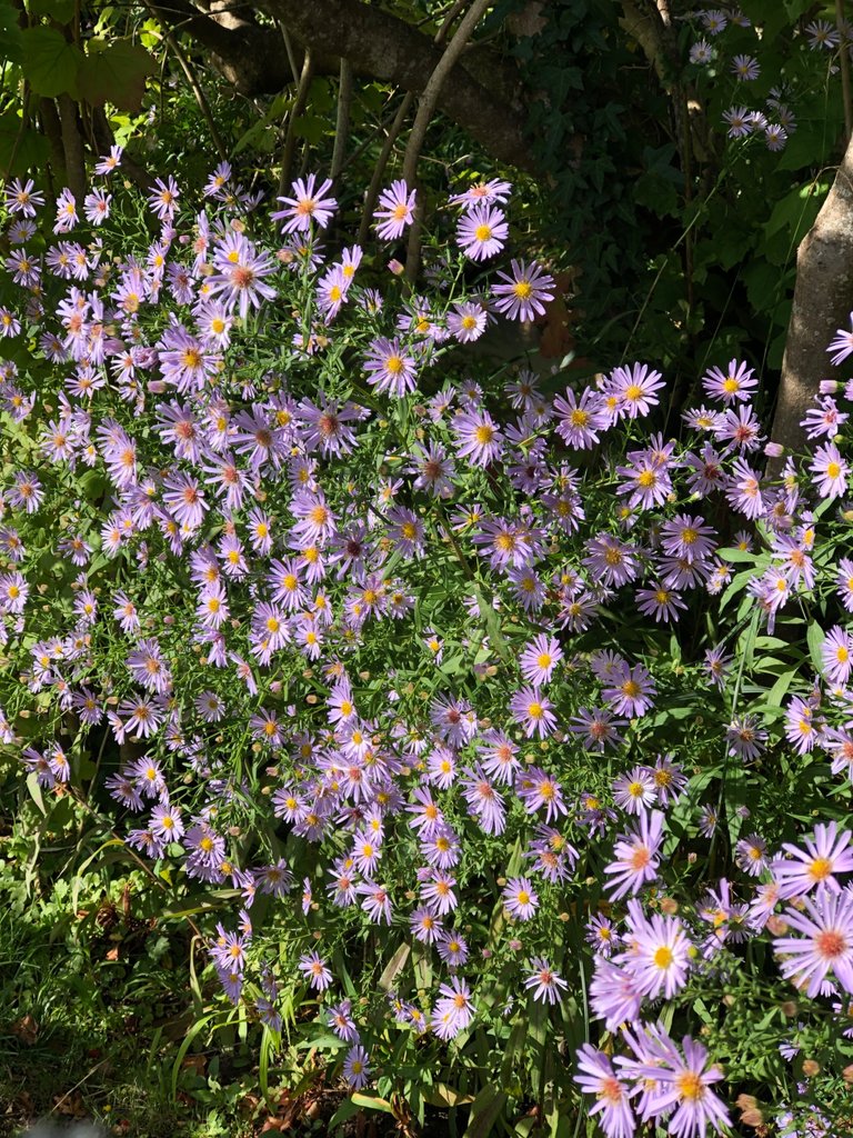 IMG_0742.jpeg