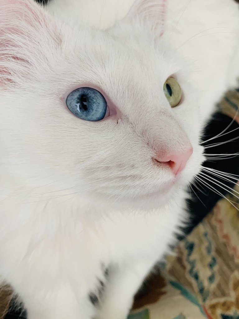 white-cat-g4ad74a600_1920.jpg