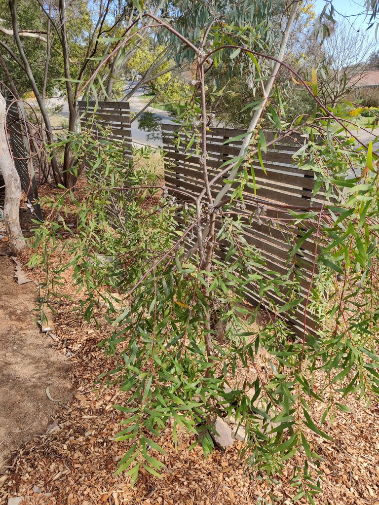 Tough Love: Heavy Bush Pruning.jpg