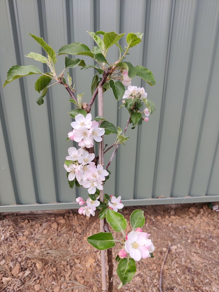 Garden Blossoms and a Repair for Later..jpg