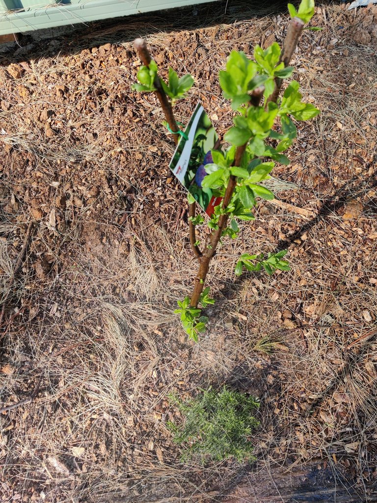 Spring Buds and Garden Chores... .jpg