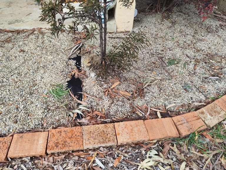 More Clearing and a New Lawn Patch.jpg