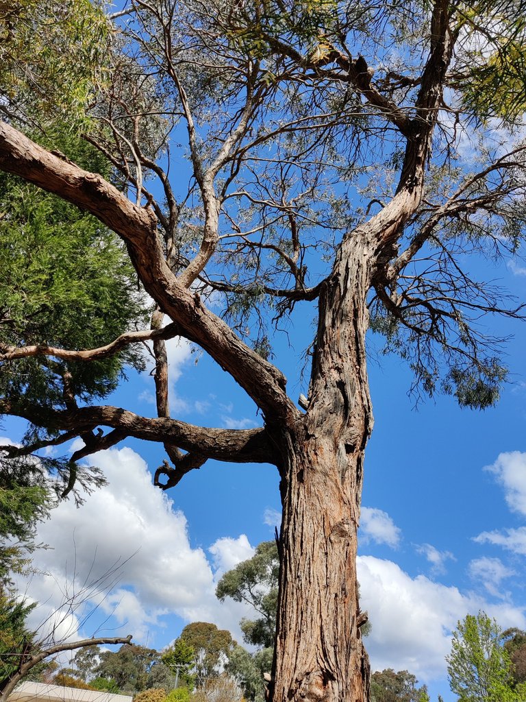 Clearing Space for Tree Felling.jpg