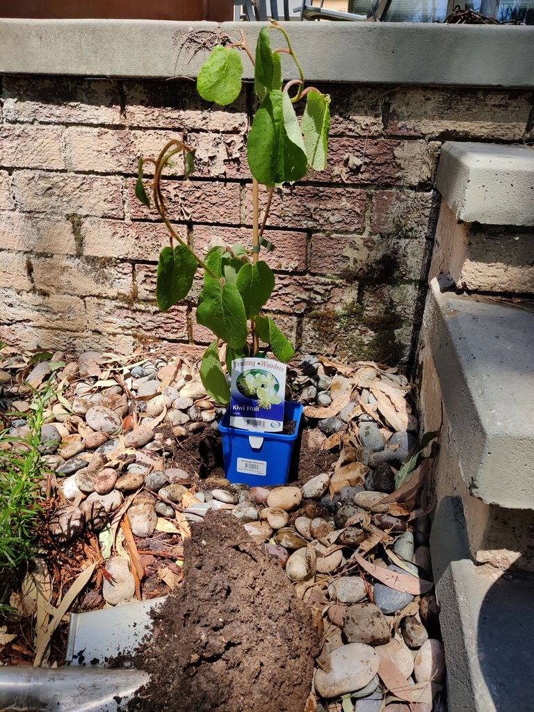 Back to being an Amateur Gardener!.jpg