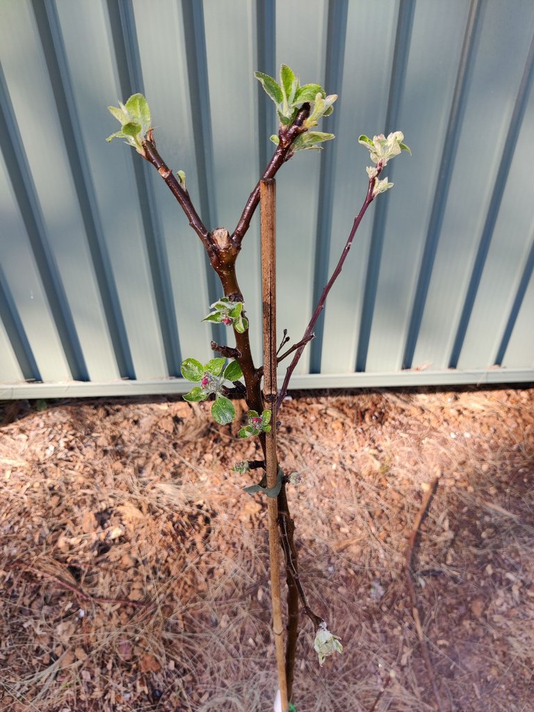 Spring Buds and Garden Chores... .jpg