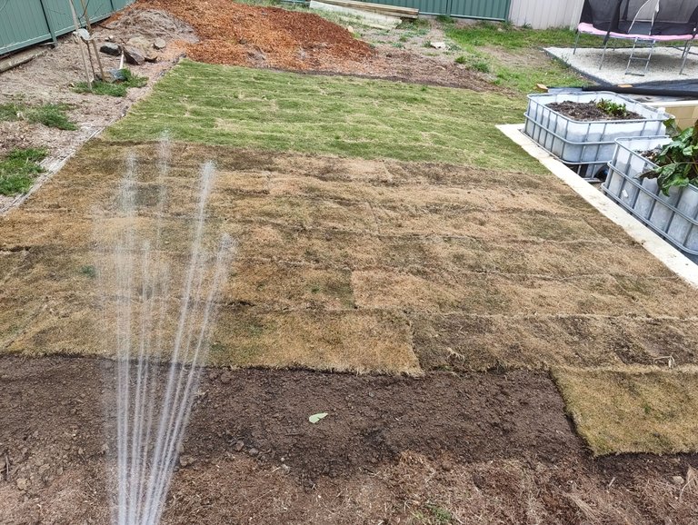 More Clearing and a New Lawn Patch.jpg