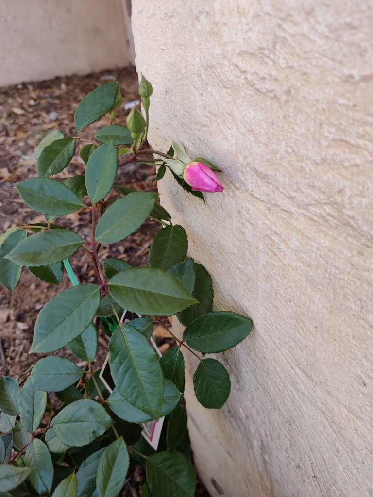 Back to being an Amateur Gardener!.jpg