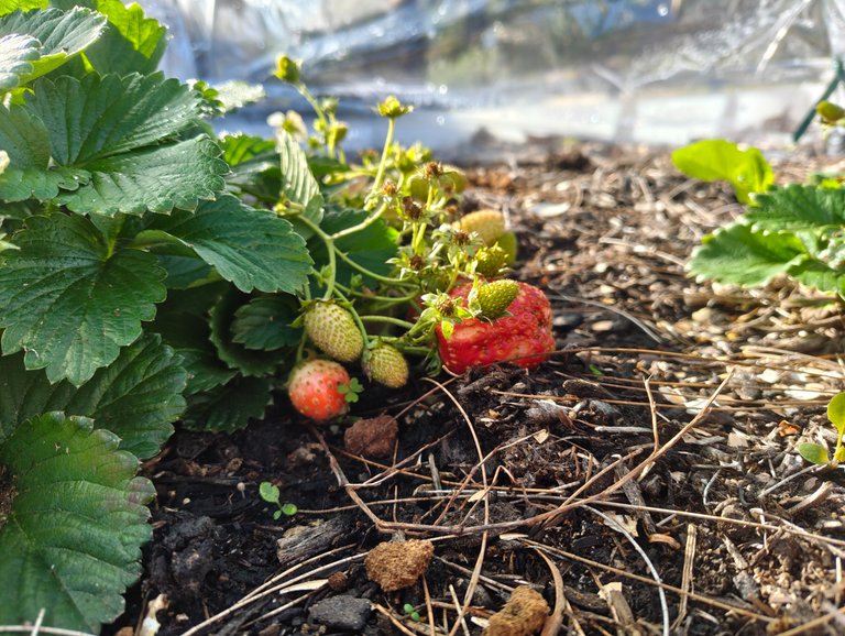 Strawberries and the Lawn Slog.jpg