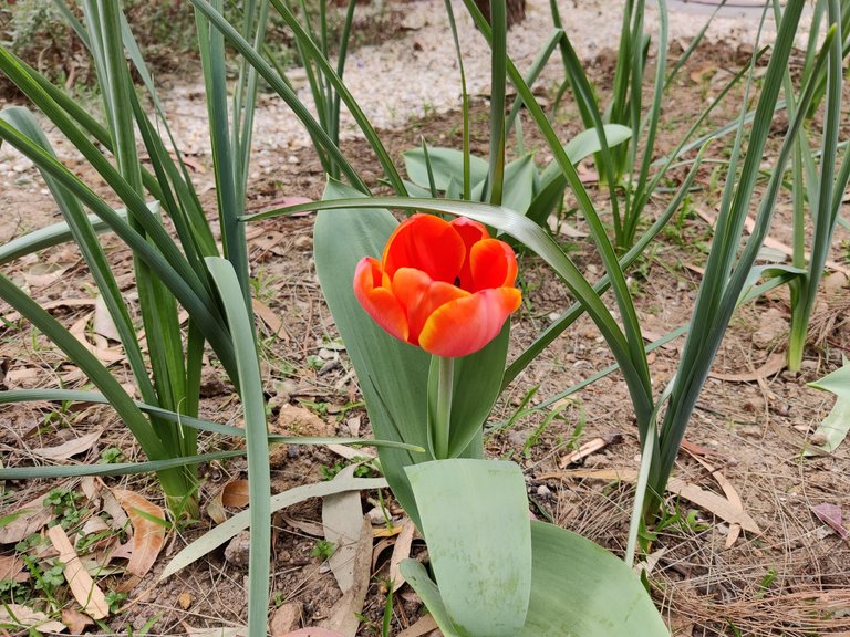 Garden Blossoms and a Repair for Later..jpg