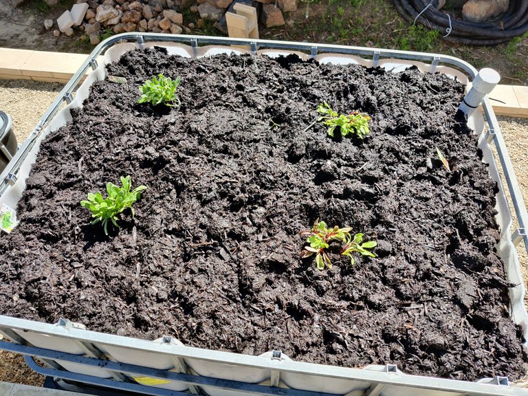 First Veggie Batch Planted!.jpg