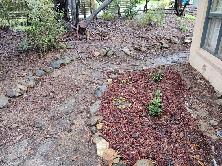 Rain, Weeds, and Mulch.jpg