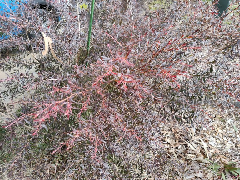 Mid-Winter Gardening... .jpg