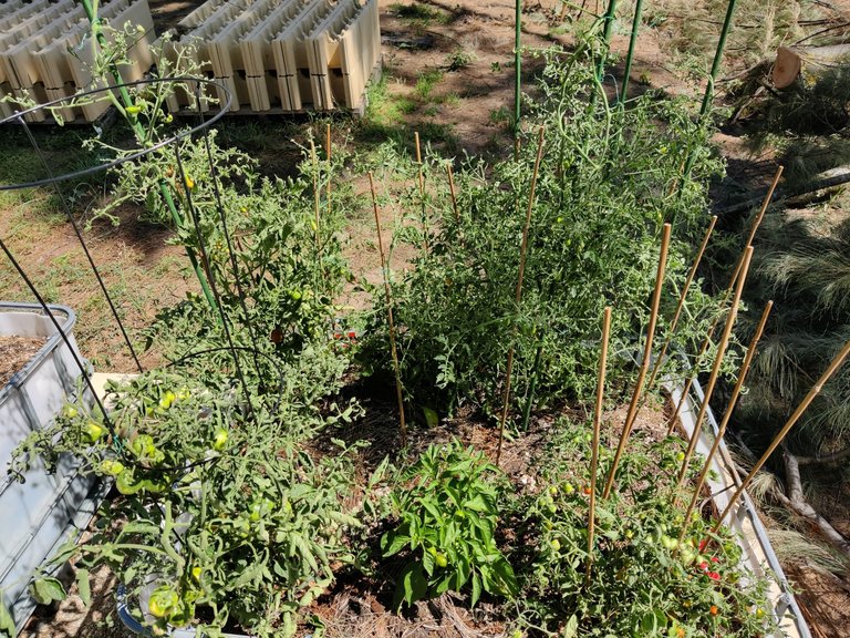 Bricks (again) and Tomatoes.jpg