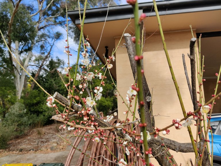 Mid-Winter Gardening... .jpg