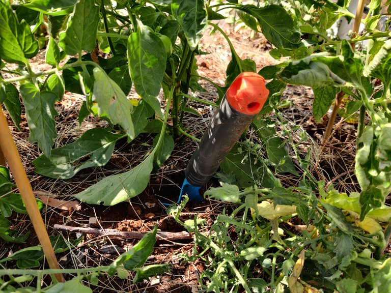 Bricks (again) and Tomatoes.jpg