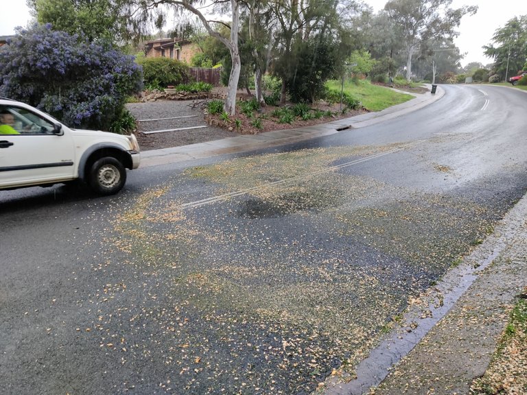 Rain, Weeds, and Mulch.jpg