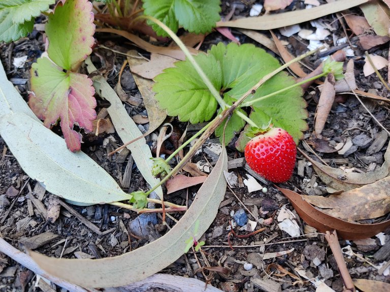 Sneaking some time in the Garden.jpg