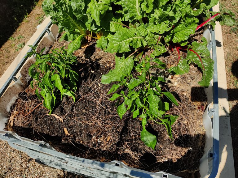 Bricks (again) and Tomatoes.jpg