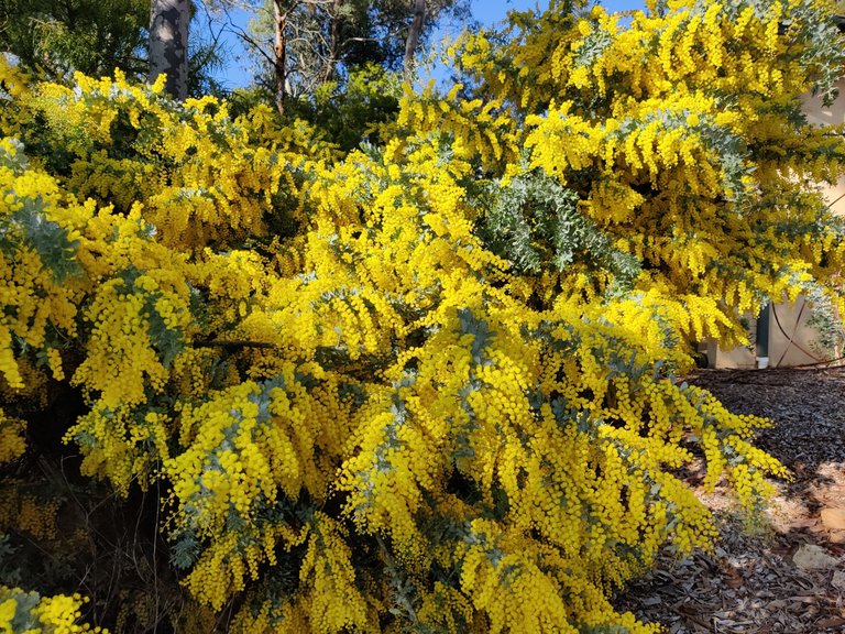 Pre-Spring Blooms.jpg