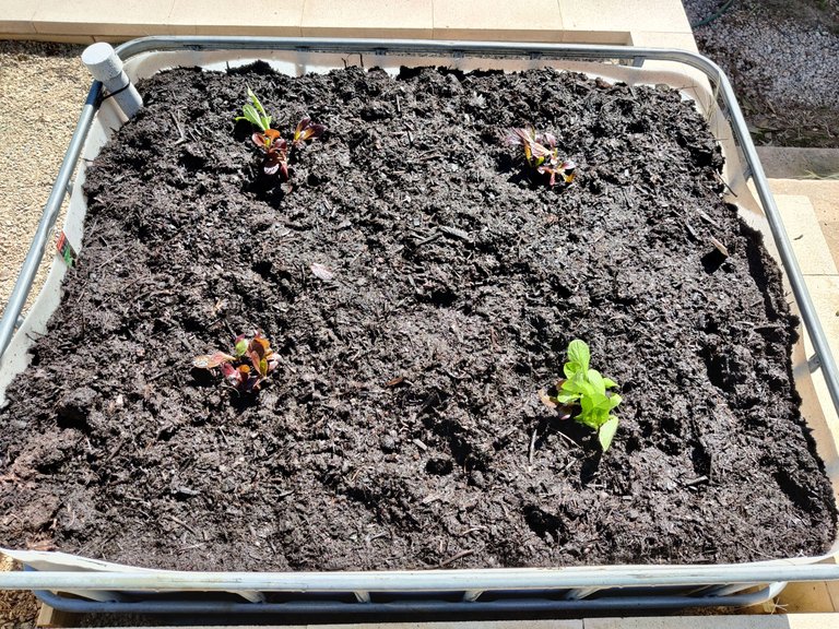 First Veggie Batch Planted!.jpg