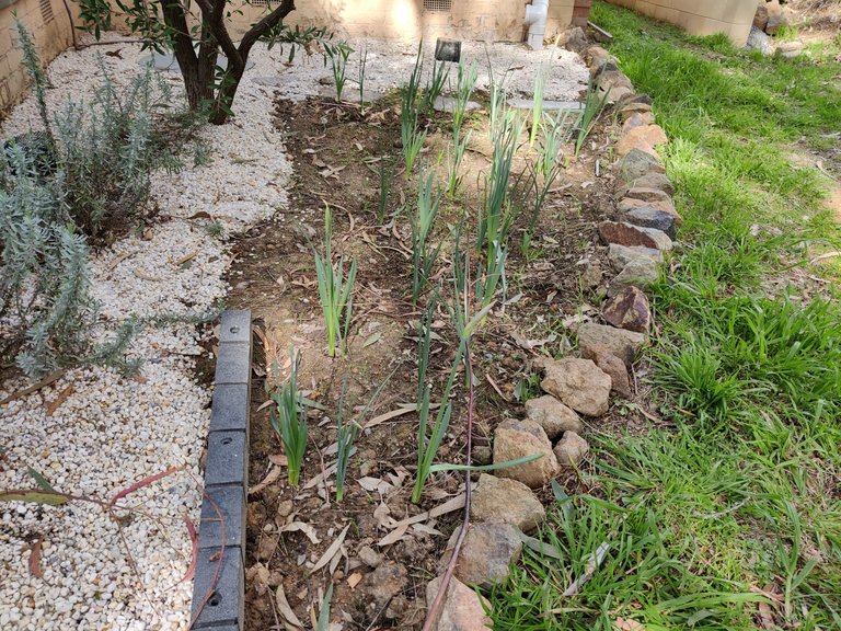 Veggie Beds Ready and little bits... .jpg