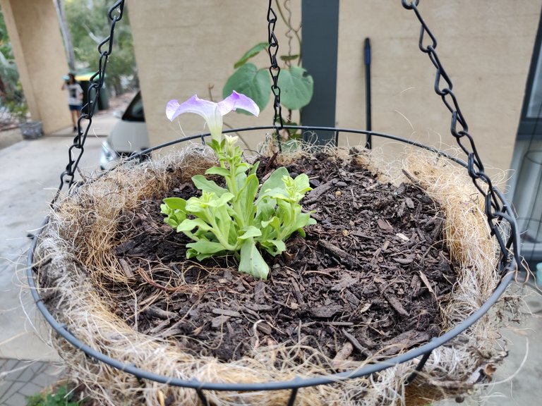 Redoing the Rock Mulch.jpg