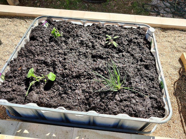 First Veggie Batch Planted!.jpg