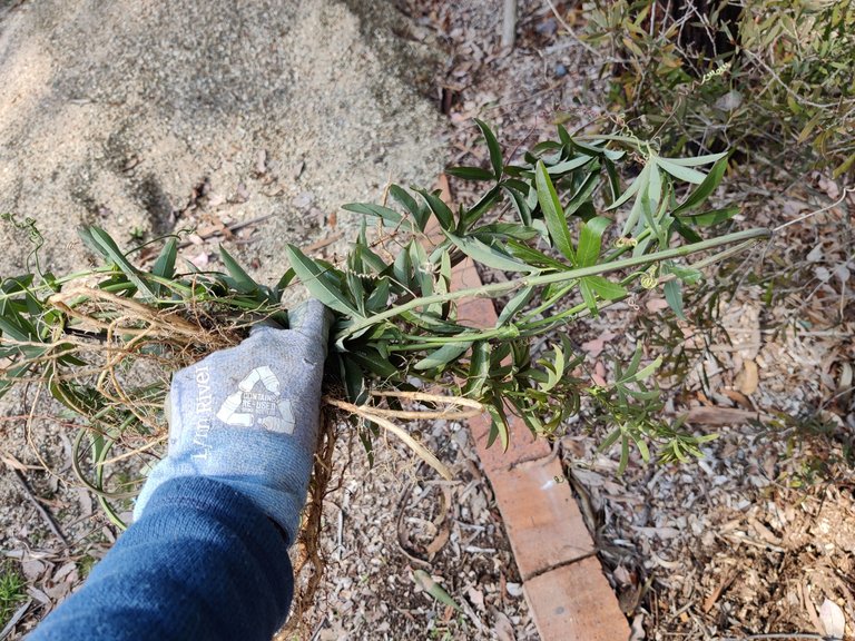 Pre-Spring Blooms and some Garden Work.jpg