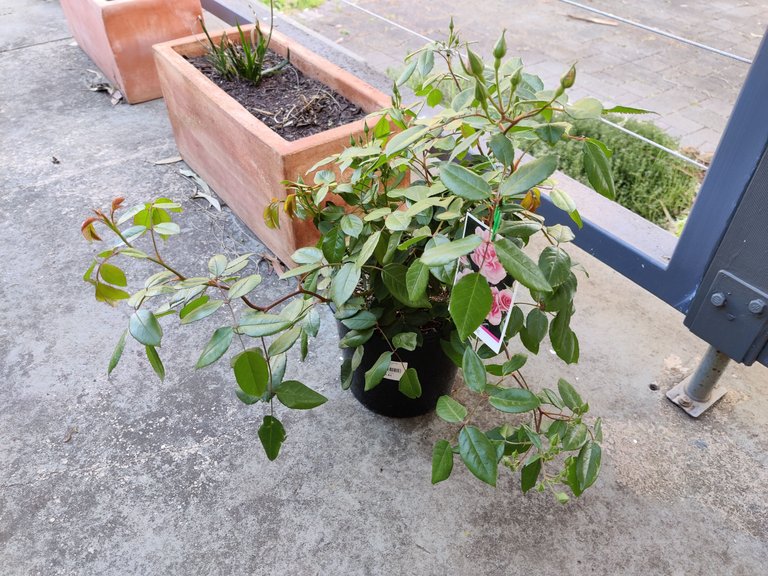 Back to being an Amateur Gardener!.jpg