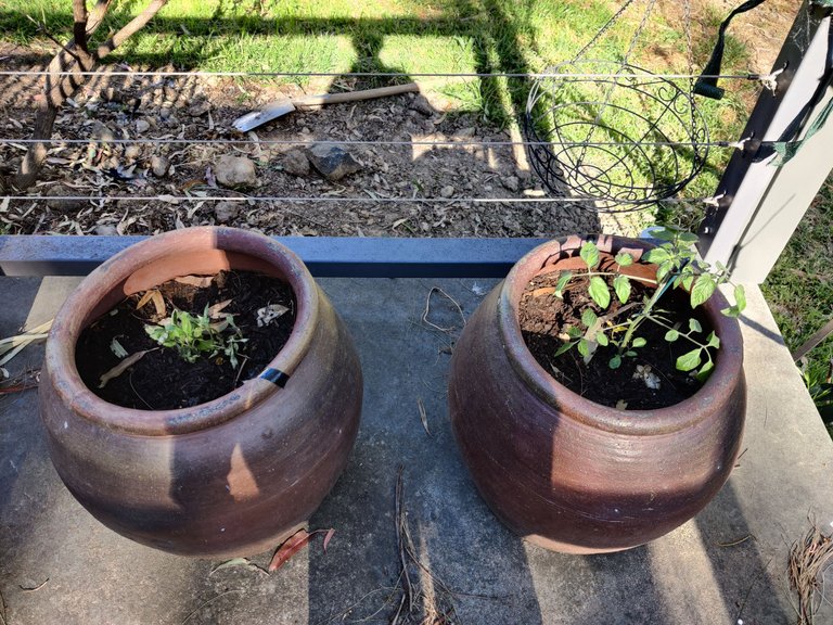 Back to being an Amateur Gardener!.jpg