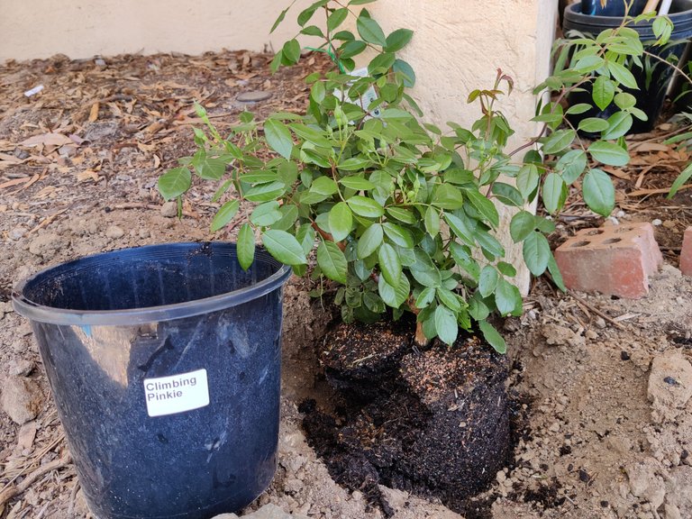 Back to being an Amateur Gardener!.jpg