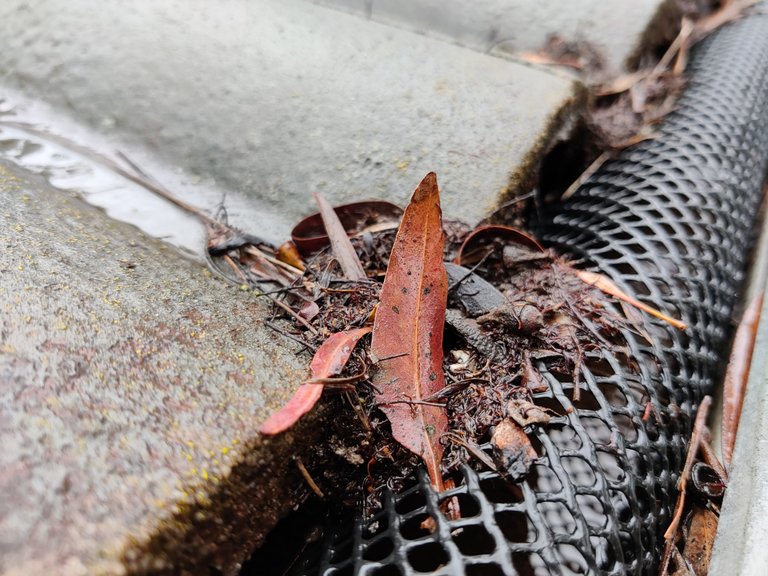 Rain, Weeds, and Mulch.jpg