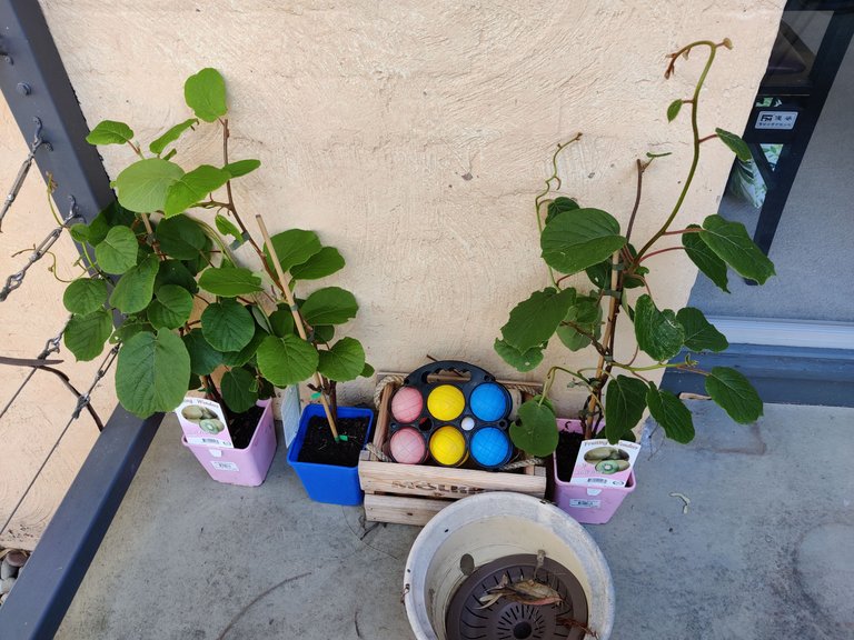 Back to being an Amateur Gardener!.jpg