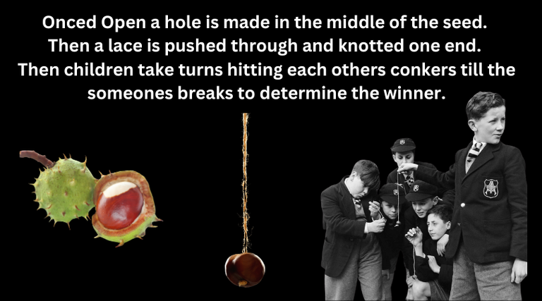 Onced Open a hole is made in the middle of the seed and a lace is pushed through and knotted one end through where children take turns hitting eachothers conkers till the someones breaks to determ (1).png