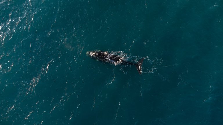 whalesDrone-5.jpg