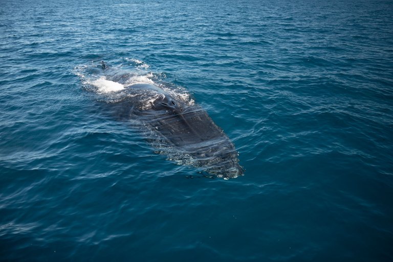 whales-favourite-herveyBay-5.jpg