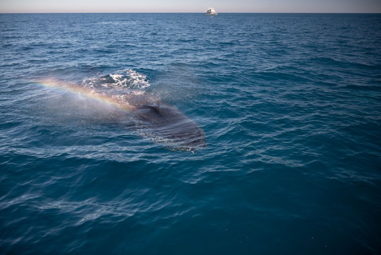 whales-favourite-herveyBay-4.jpg