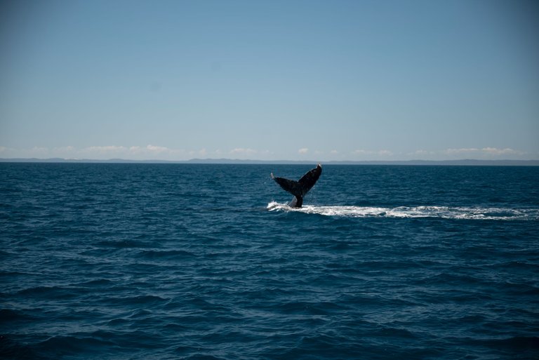 whales-favourite-herveyBay-7.jpg