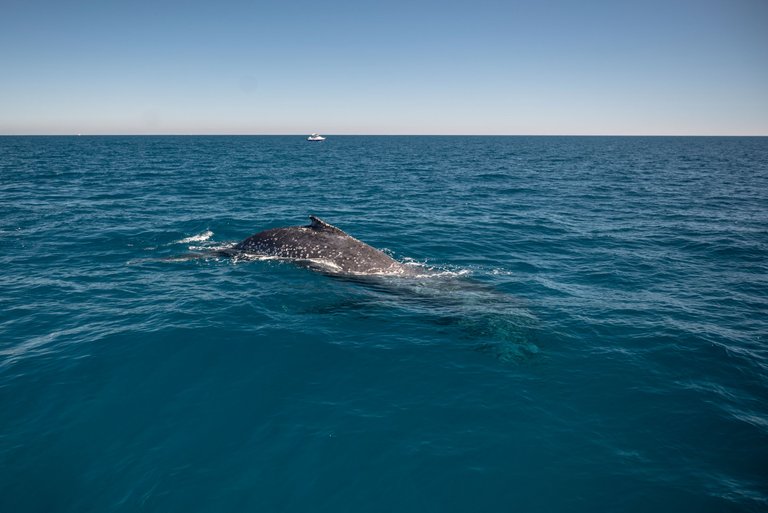 whales-favourite-herveyBay-2.jpg