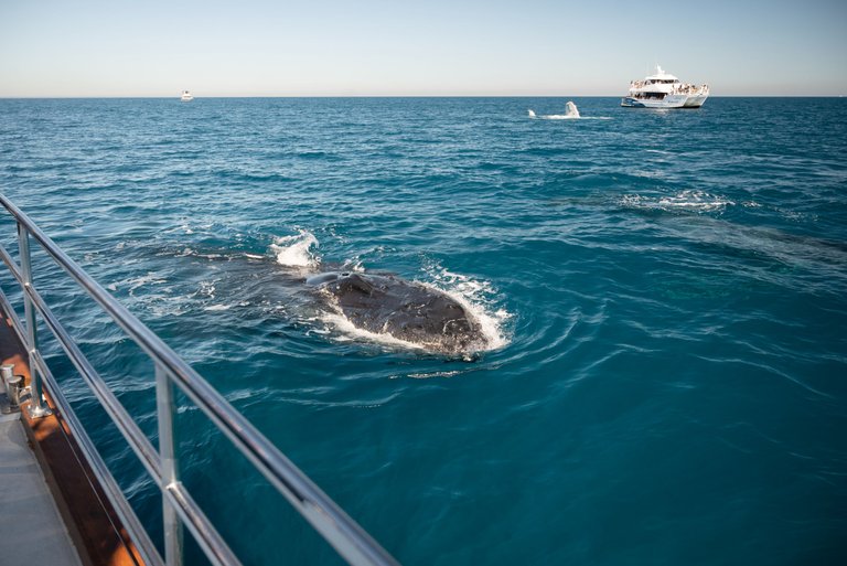 whales-favourite-herveyBay.jpg