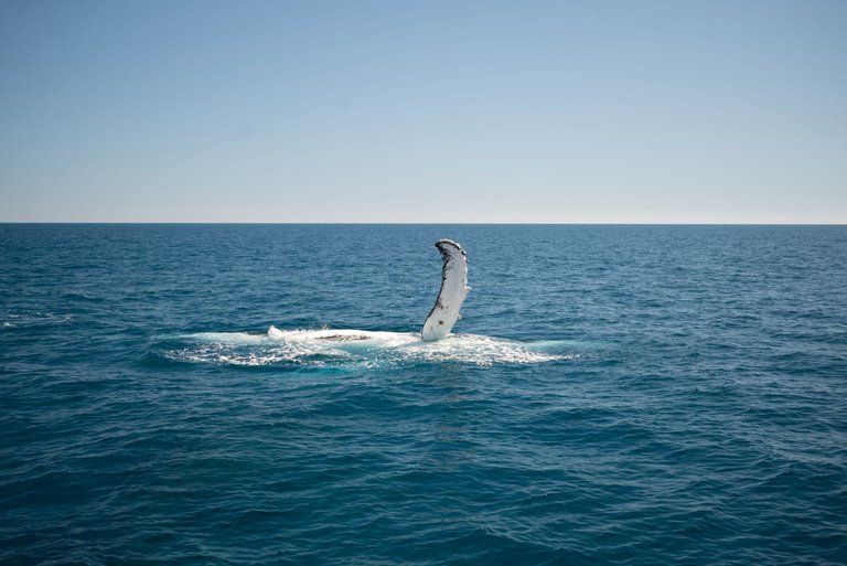 whales-favourite-herveyBay-3.jpg