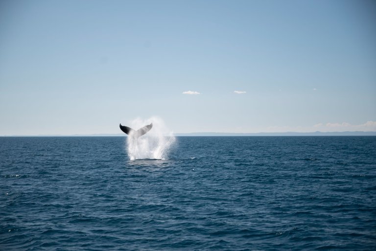 whales-favourite-herveyBay-6.jpg