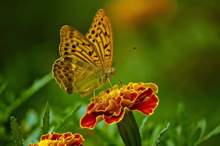 butterfly1829404.jpg