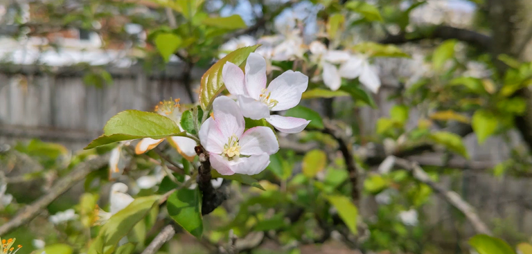 apple tree picture.PNG