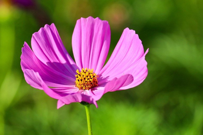 cosmos-9696544_1280.jpg