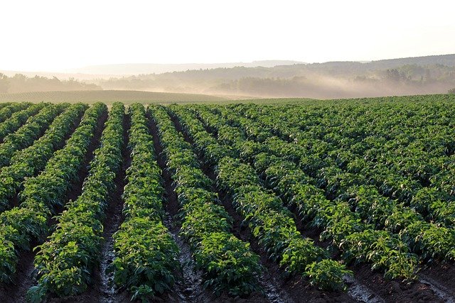potato-field-4357002_640.jpg
